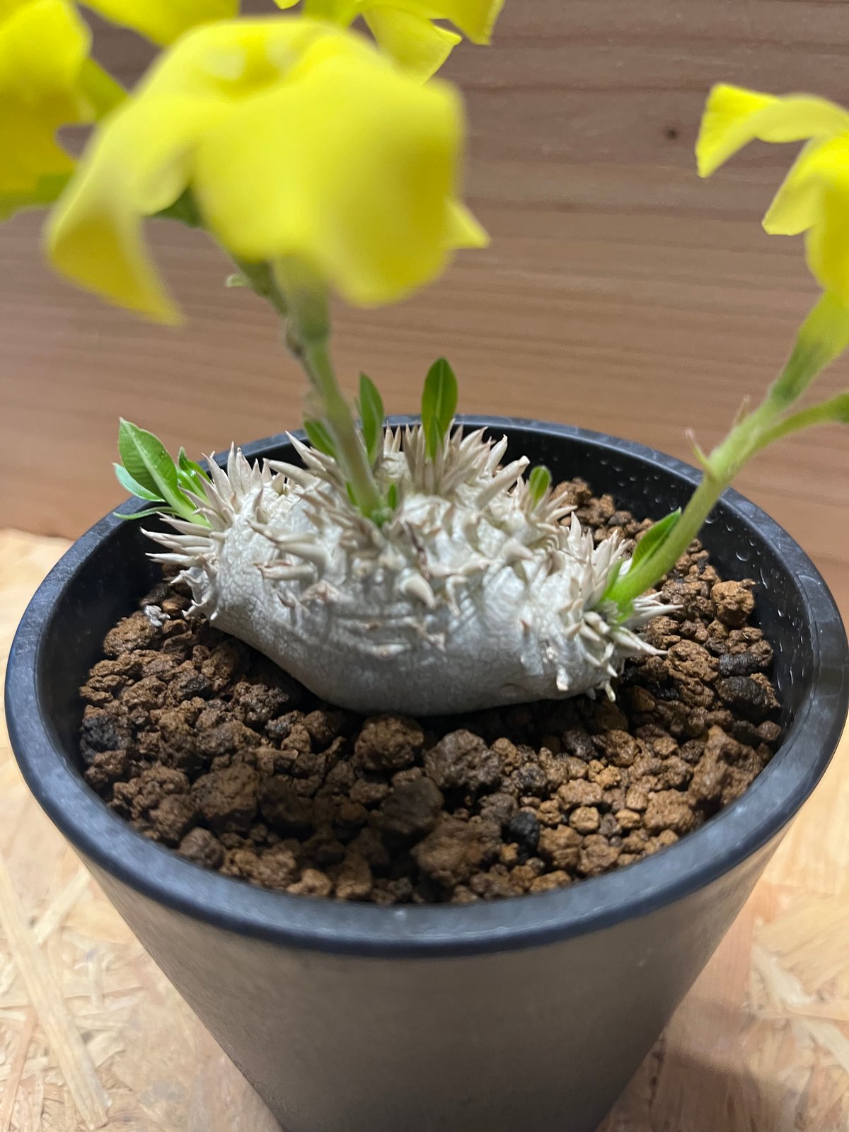 fit=scale-down,w=1200