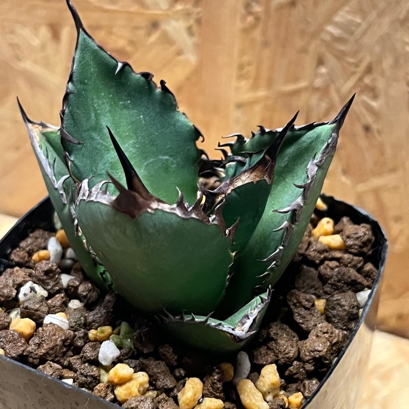 特選台湾アガベ チタノタ BLACKFIRE 黒火焰 黒炎  極上大株！！！ 特選台湾アガベ チタノタ BLACKFIRE 黒火焰 黒炎 極上大株！！！