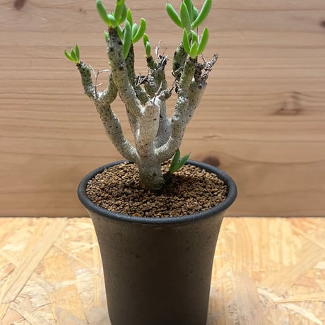 チレコドンブッコルジアヌス | STORES