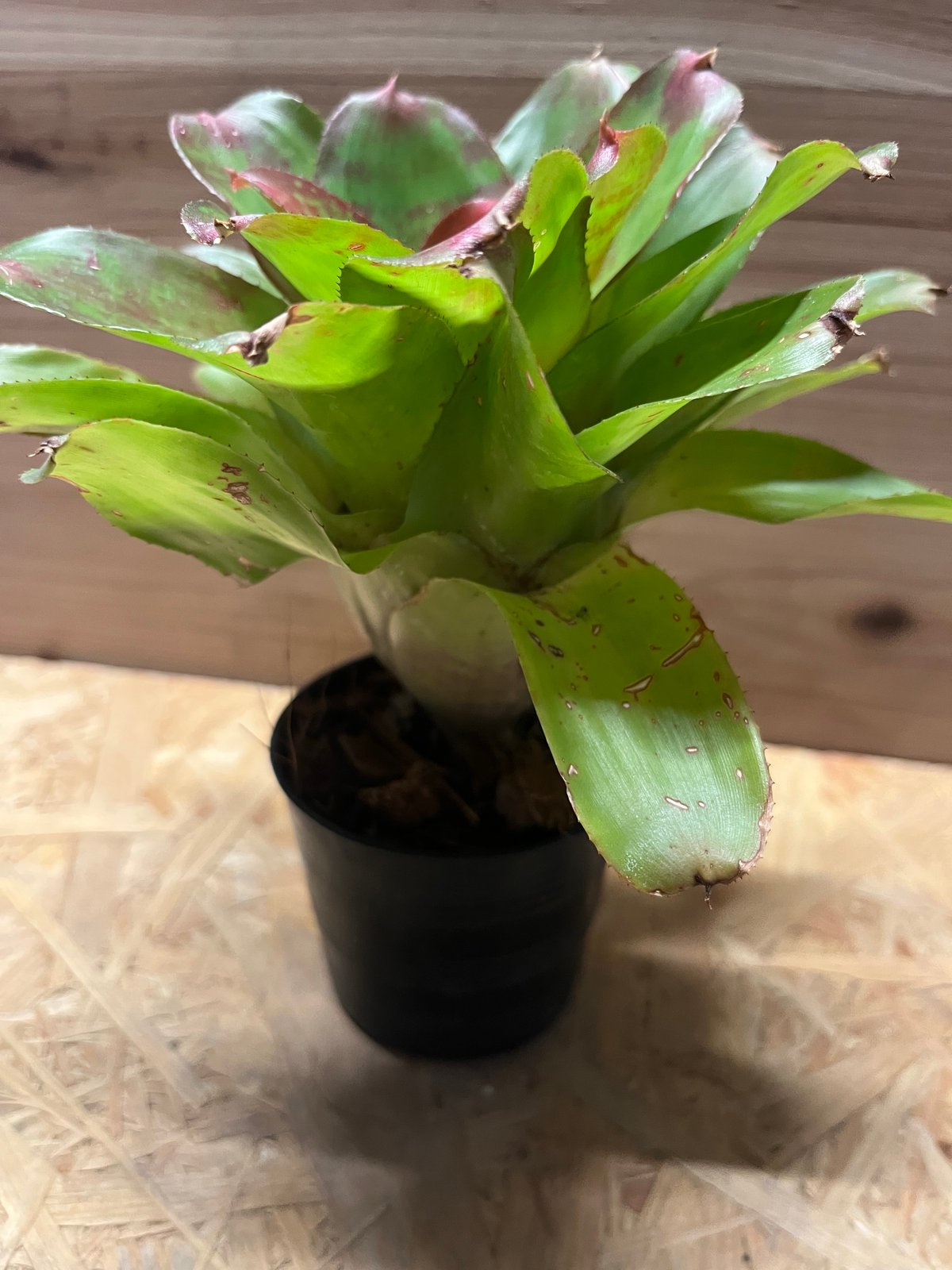 ネオレゲリア マーブルニック | GREEN LUCK