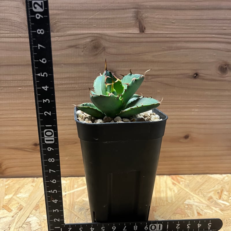 アガベ チタノタ ドラゴンスパイン | GREEN LUCK