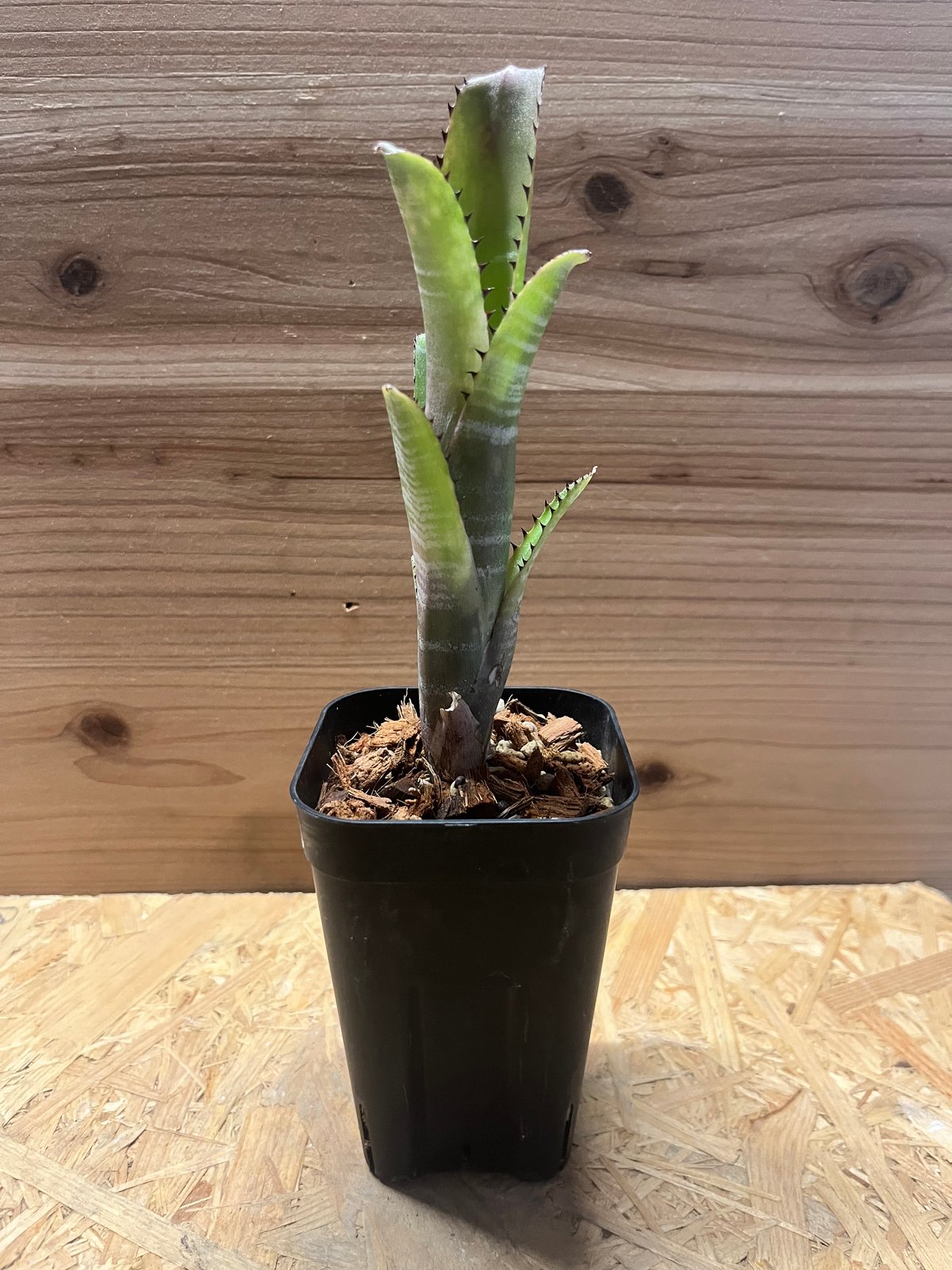 ビルベルギア 「マーブルシャークkolan marble shark」 ビルベルギア “コラン マーブル シャーク” - メルカリ