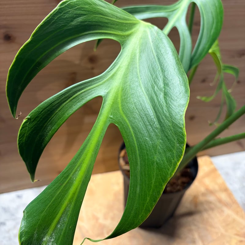 モンステラ 'バールマルクスフレーム' | GREEN LUCK