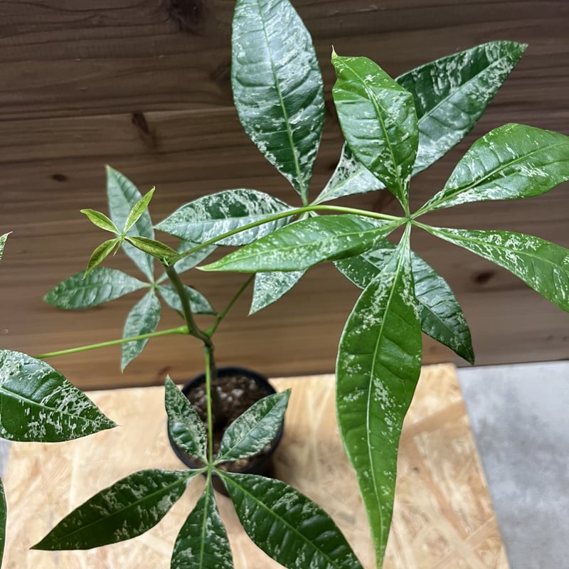 パキラ ミルキーウェイ 実生 | GREEN LUCK