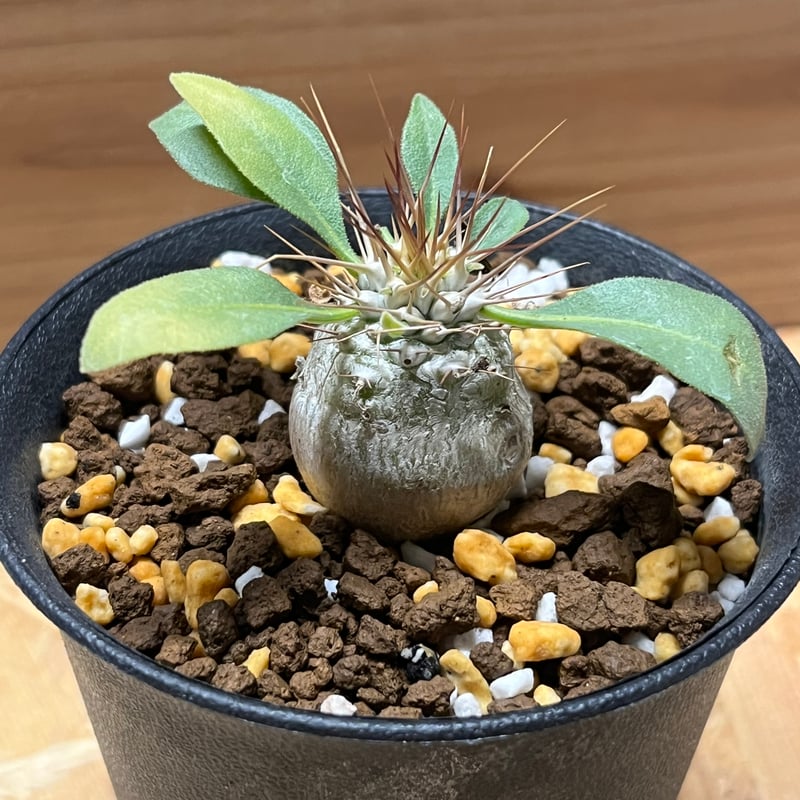 ナマクアナム　光堂 Pachypodium namaquanum【パキポディウム・ナマクアナム・光堂