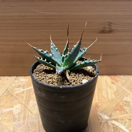 アガベ☆エボリスピナ 現地球、現地株、発根管理 検索/チタノタ 【公式