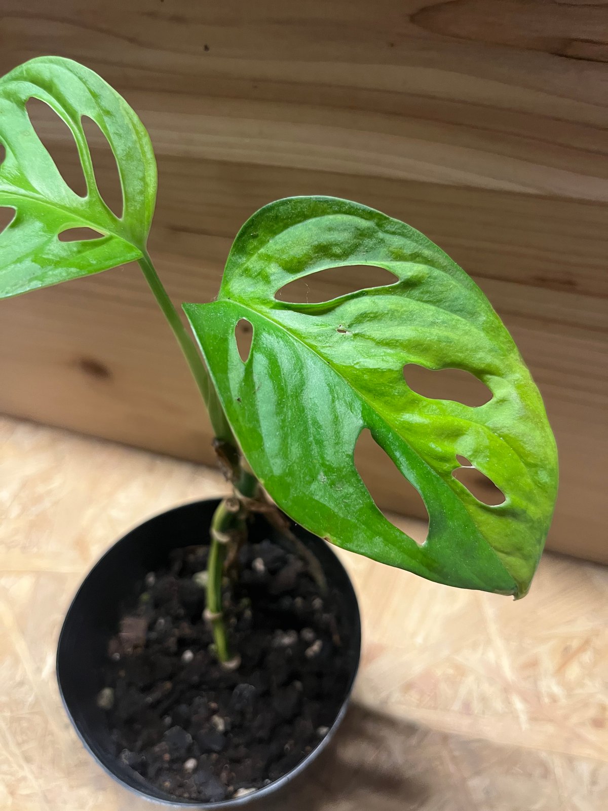 超希少❗️モンステラ　アダンソニー　マドカズラ　斑入り✨ モンステラ アダンソニー マドカズラ斑入り 鉢モスポール付き