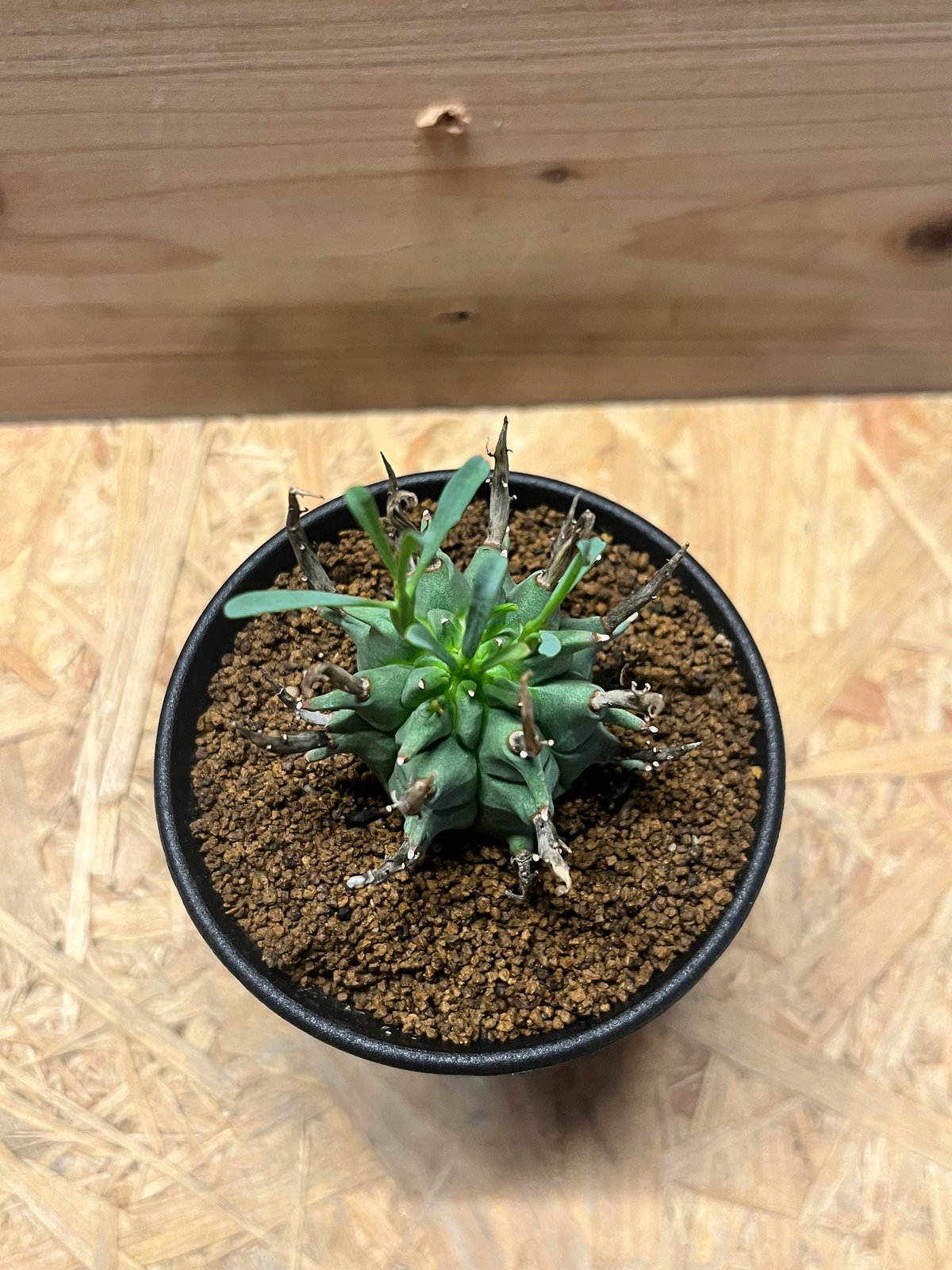 ユーフォルビア スコエンランディ 闘牛角 | GREEN LUCK