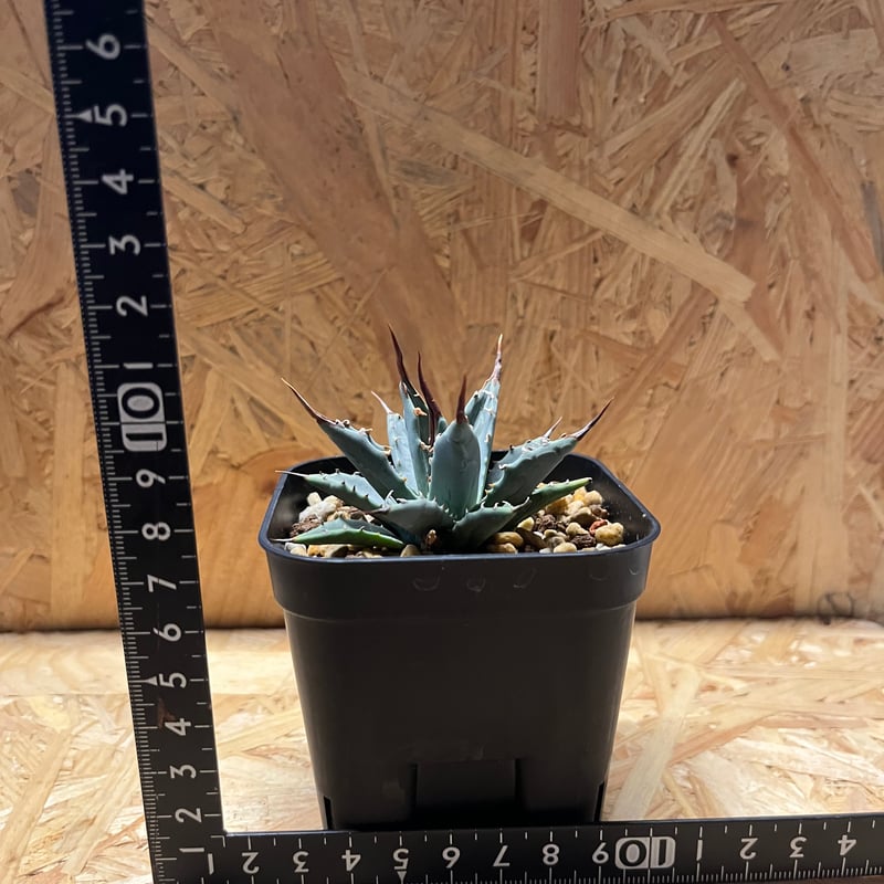 アガベ ユタエンシス エボリスピナ×（イシスメンシス