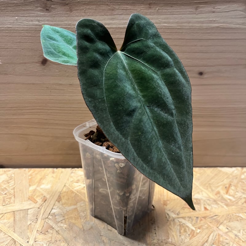 アンスリウム ダーケストパナマ×ソウルリーパー | GREEN LUCK