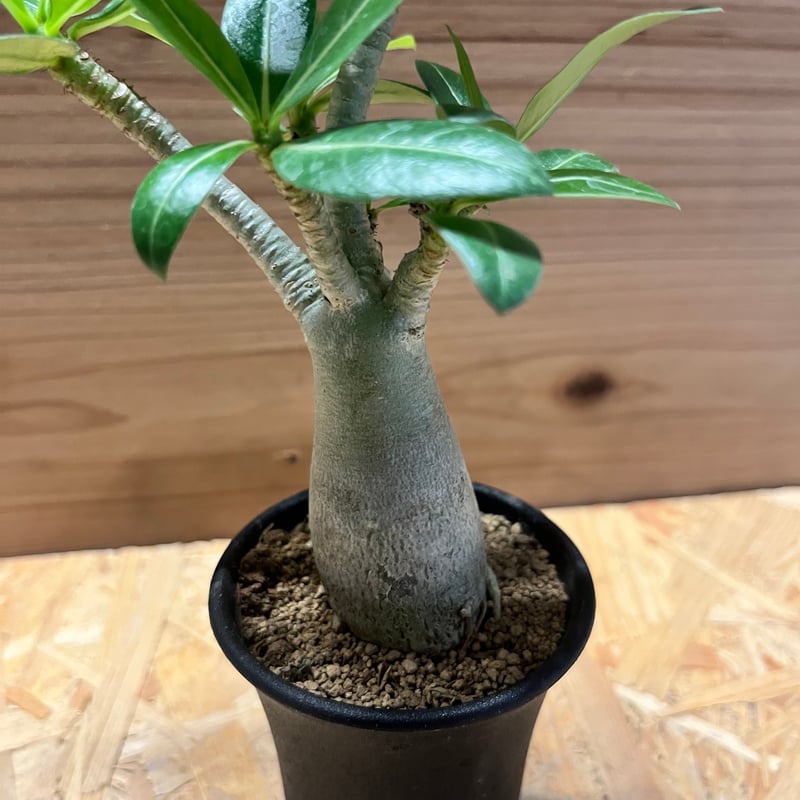 アデニウム アラビカム | GREEN LUCK