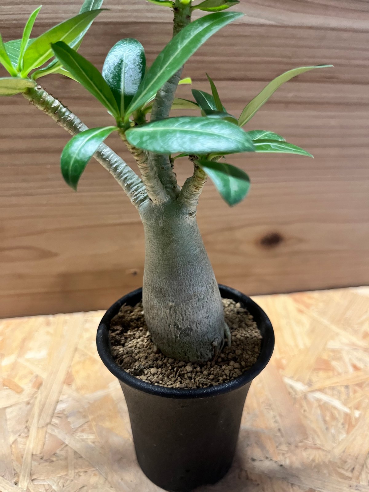 アデニウム　アラビカム アデニウム アラビカム | GREEN LUCK