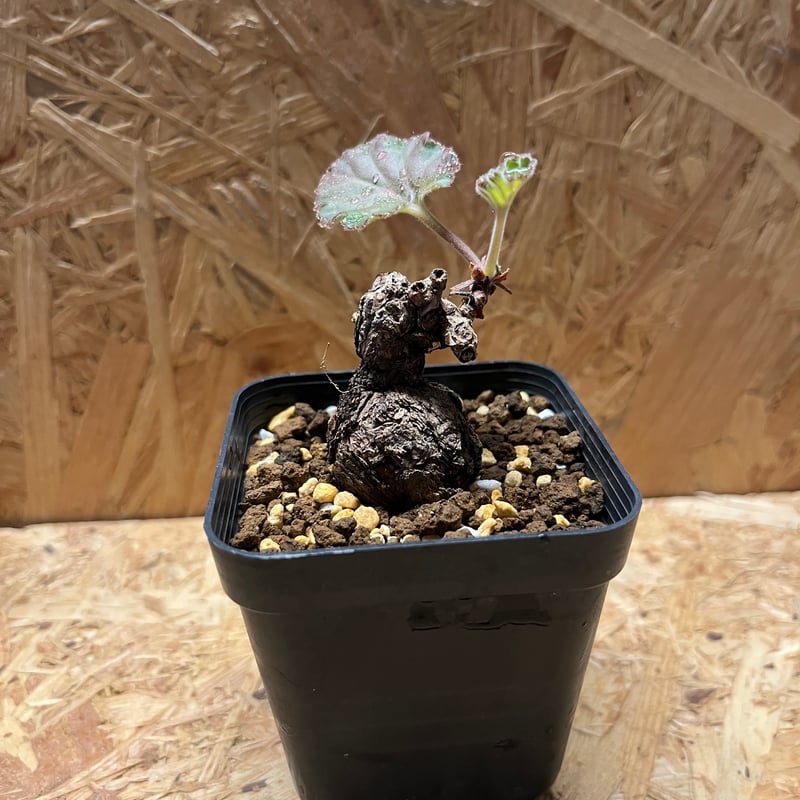 ペラルゴニウム ロバツム検索（塊根植物パキポディウム グラキリス