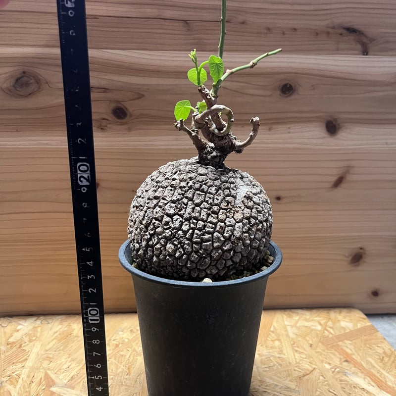 ステファニア　スベローサ 園芸ネット本店｜ステファニア：スベローサ 3.5号鉢植え* の通販【公式】