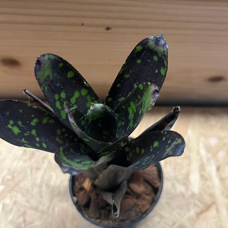 ネオレゲリア ノスフェラトゥ | GREEN LUCK