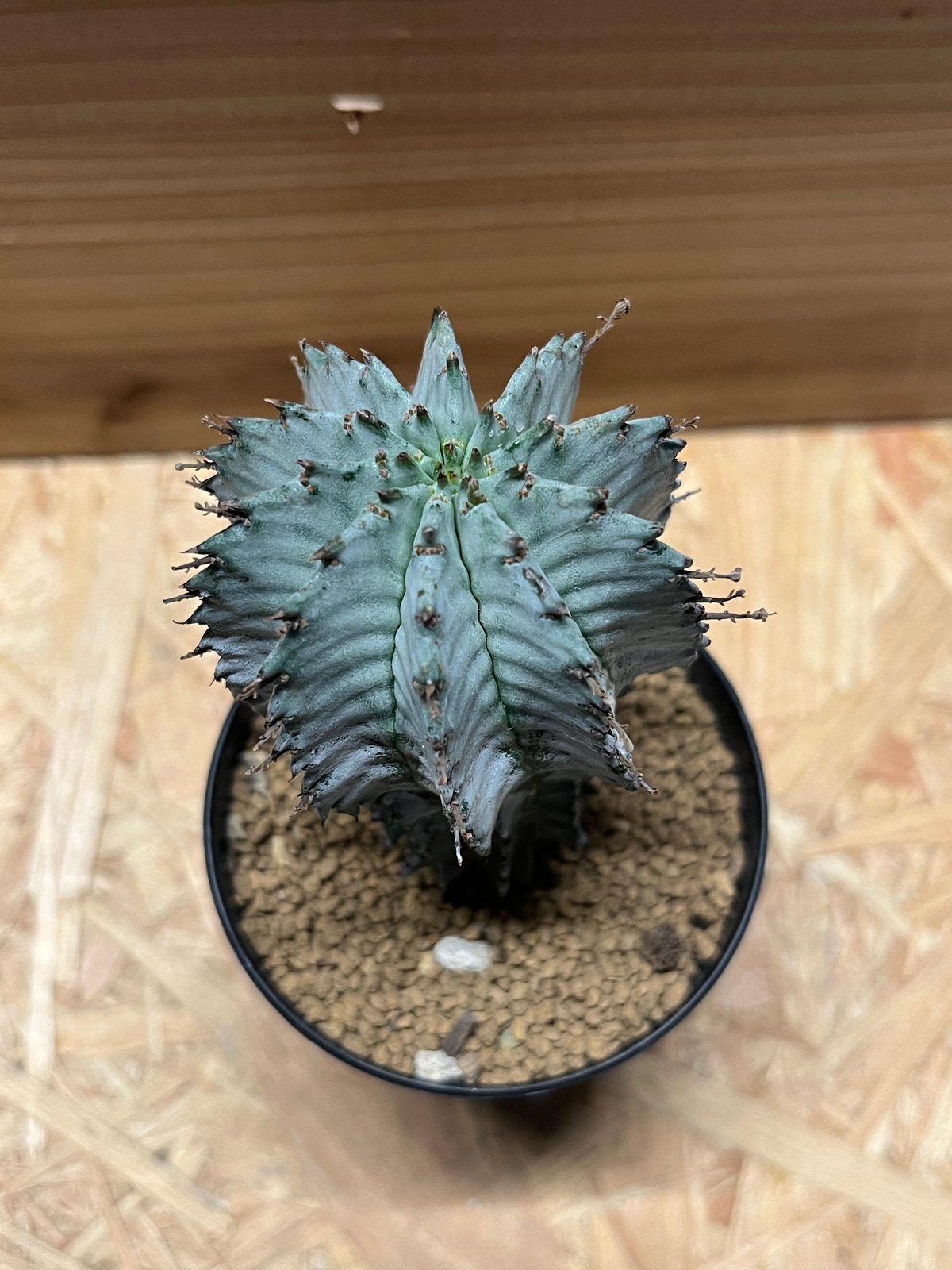 ユーフォルビア ホリダ | GREEN LUCK