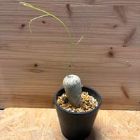 アデニア　キルキー