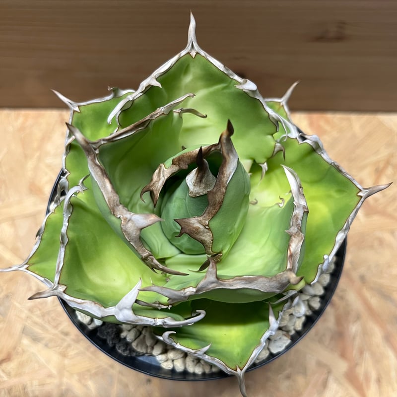 H*C様 【Lj_plants】Y720 激レア高級品種 アガベ　チタノタ 太陽 H*C様 【Lj_plants】Y720 激レア高級品種 アガベ チタノタ 太陽