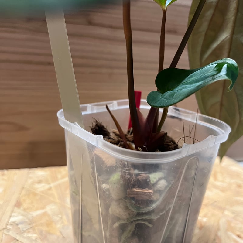 64 アンスリウム　パピリラミナムFS×ダークママ 64 アンスリウム パピリラミナムFS×ダークママ