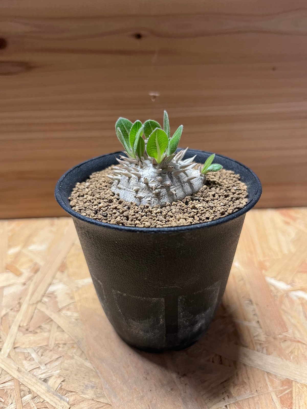 恵比寿笑い パキポディウム ブレビカウレ 鉢　left botanical パキポディウム・ブレビカウレ（恵比寿笑い）001 – linkplants