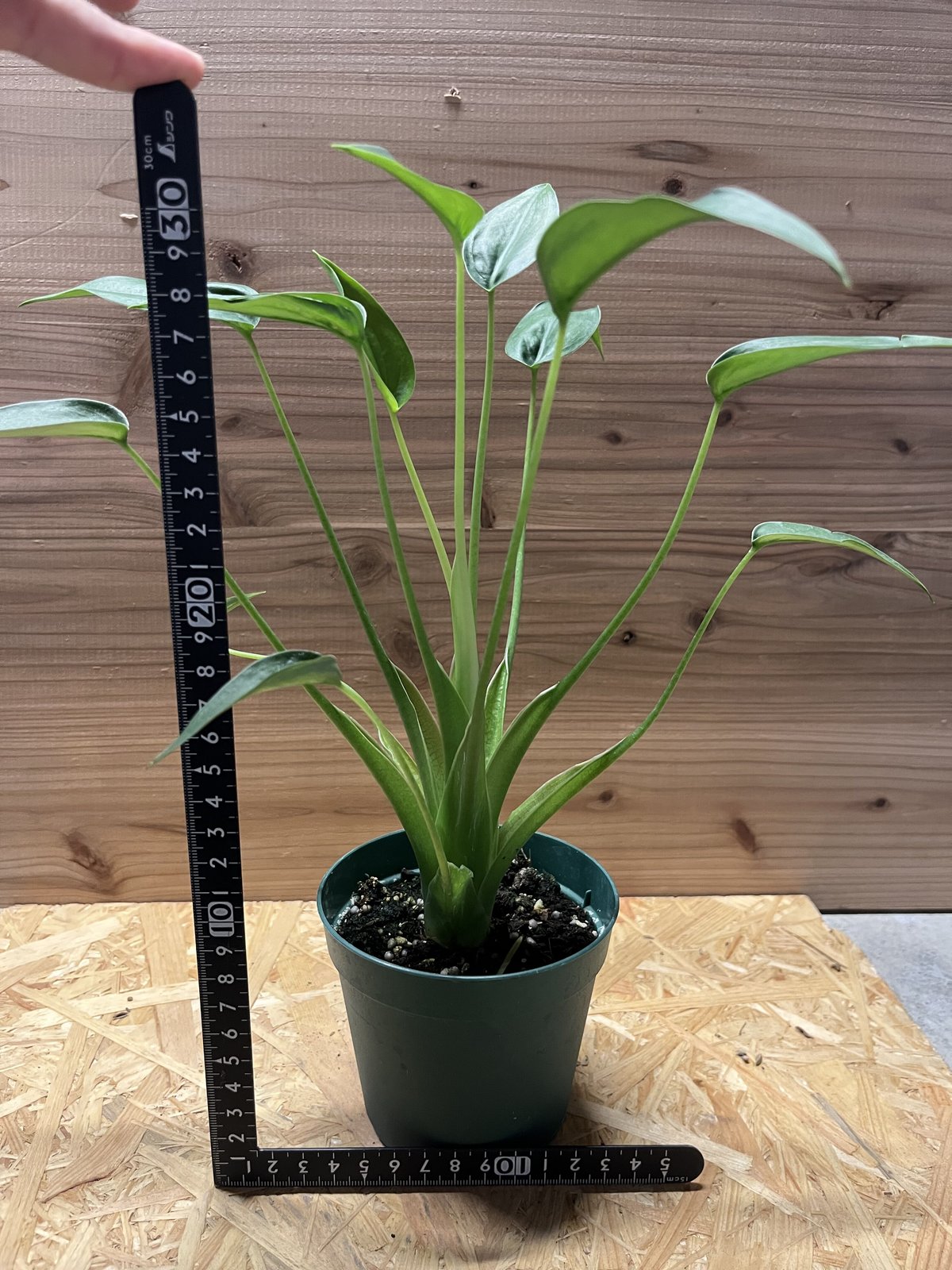 アロカシア タイニーダンサー | GREEN LUCK