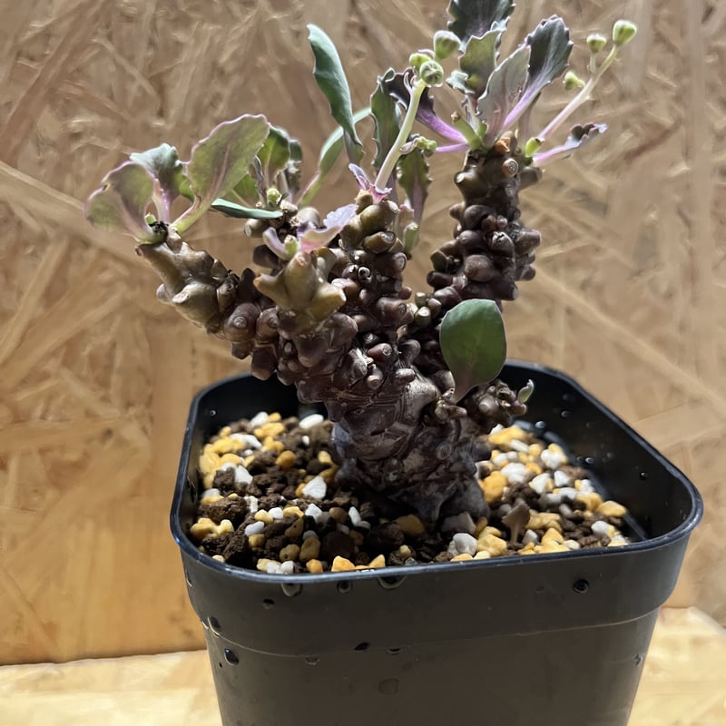 大株 特選 現地株 オトンナ ヘレー オトンナ ヘレー | GREEN LUCK