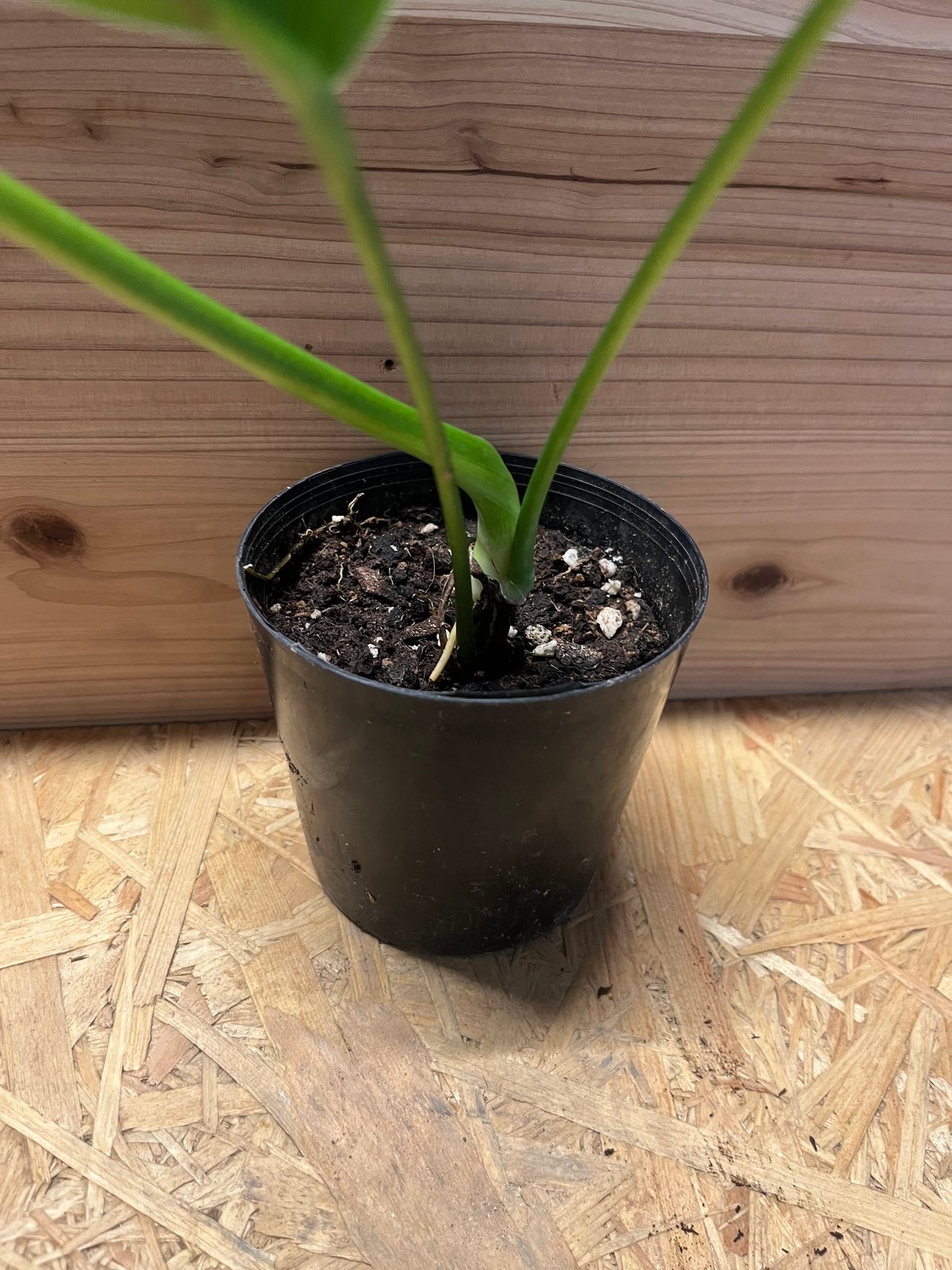フィロデンドロン パトリシアエ　2株 フィロデンドロン・パトリシアエ Philodendron 