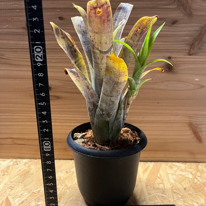 ネオレゲリア パウシフローラ ホワイトフォーム | GREEN LUCK