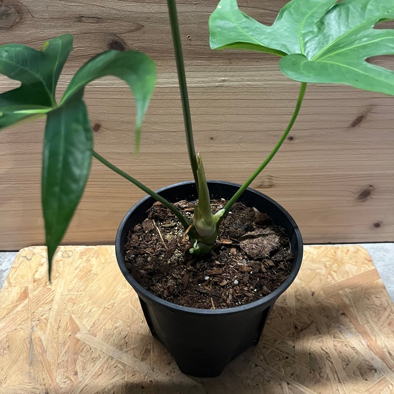 アンスリウム ペダトラディアツム | GREEN LUCK