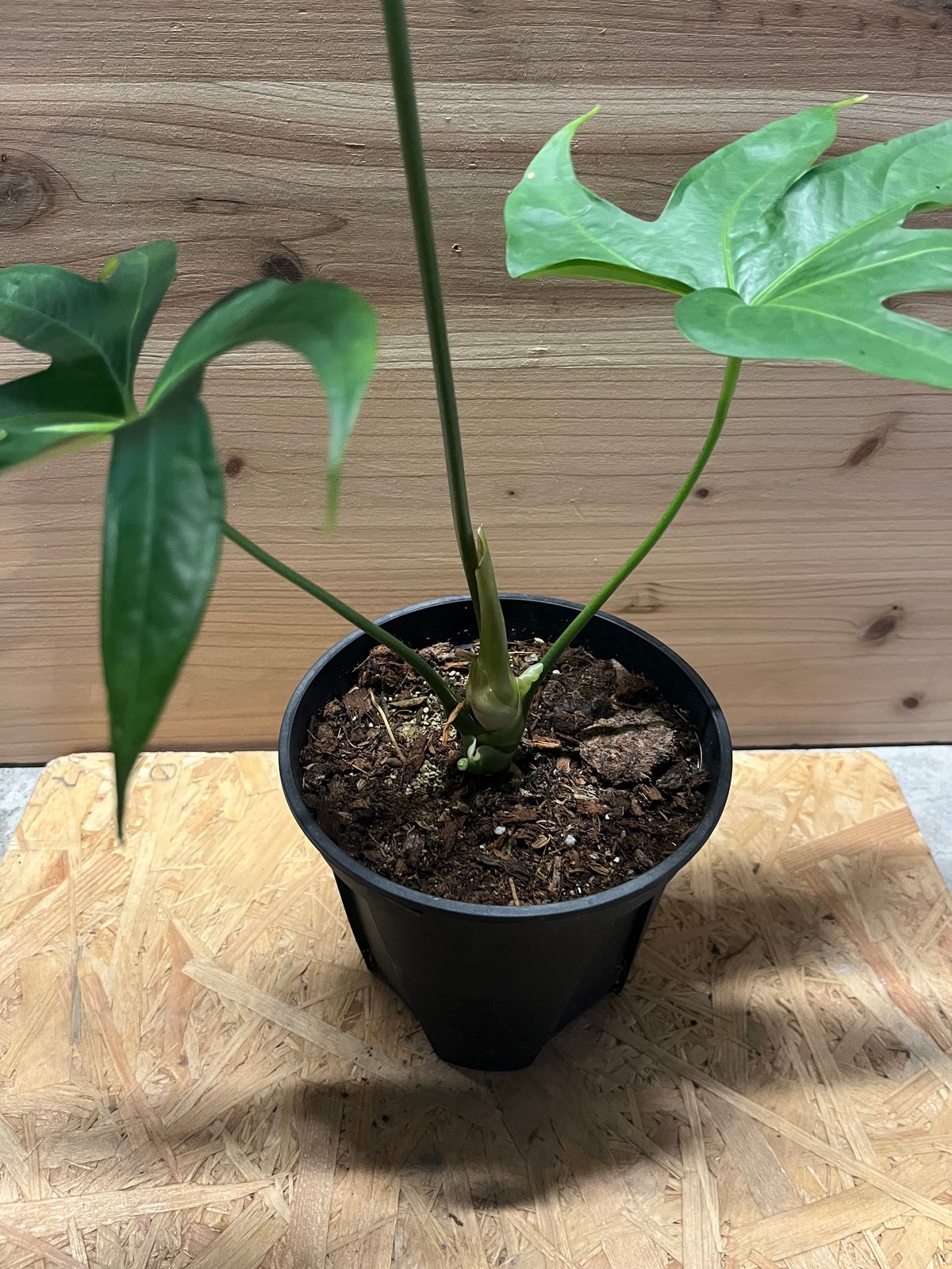 Anthurium pedatoradiatumアンスリウム ペダトラディアツム