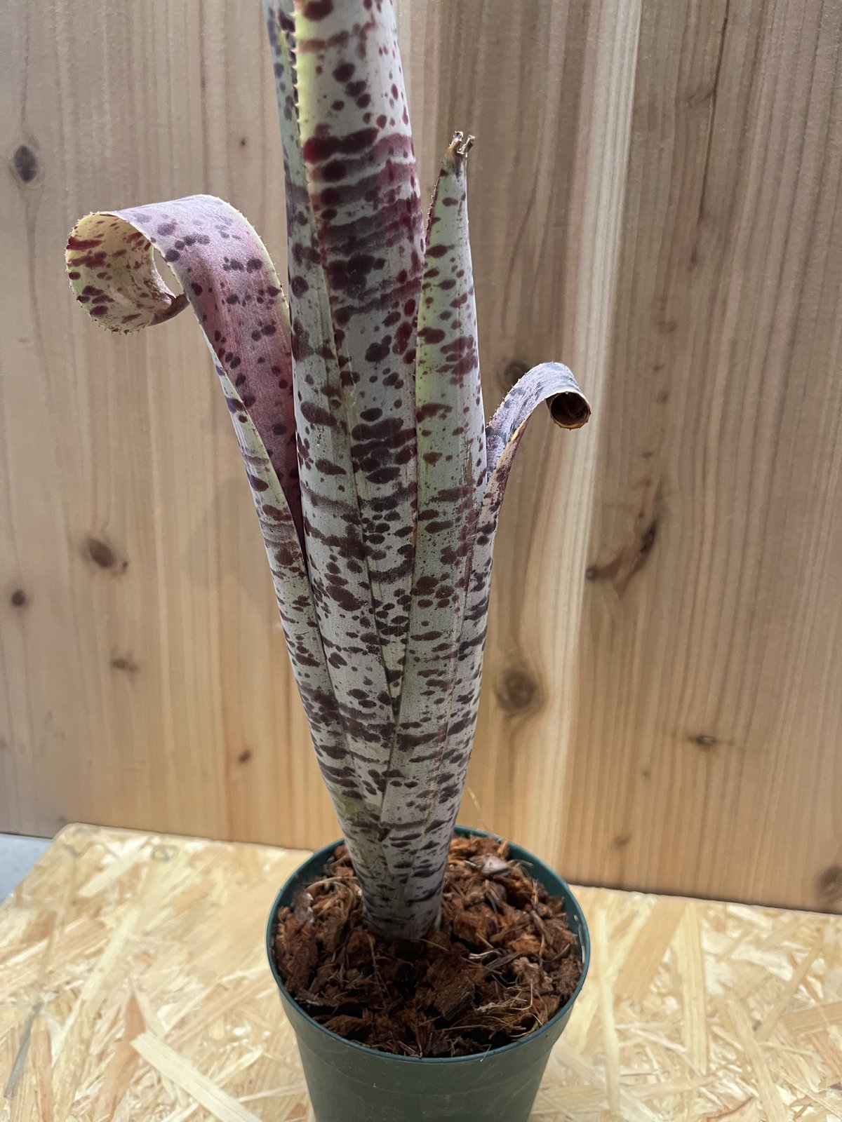 ケスネリア ラファエルオリベイラ | GREEN LUCK