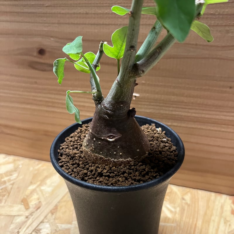 アデニア スピノーサ | GREEN LUCK