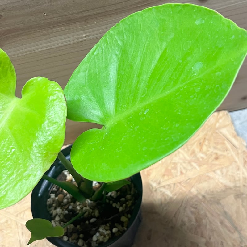 モンステラ デリシオーサ ゴールドリーフ | GREEN LUCK