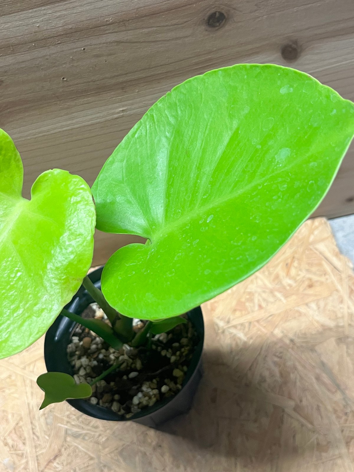 S*T様 モンステラ　黄金葉　ゴールドリーフ　フルムーンゴールド lsw306 モンステラ 黄金葉 ゴールドリーフ フルムーンゴールド lsw306