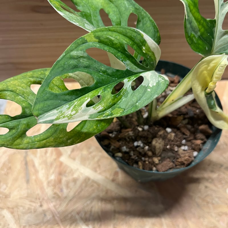 斑入りマドカズラ モンステラ アダンソニー バリエガータ