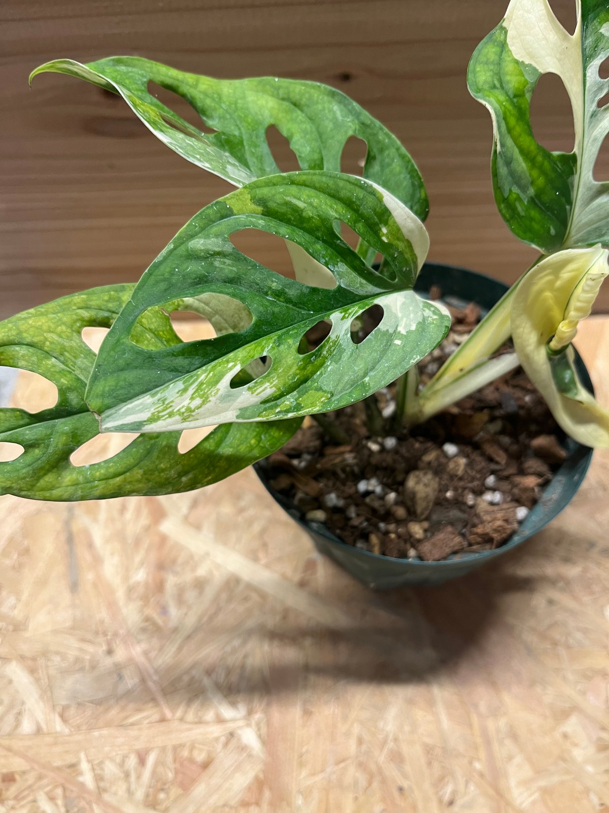 観葉植物【モンステラ アダンソニー バリエガタ】マドカズラ斑入り 斑入りマドカズラ モンステラ アダンソニー バリエガータ