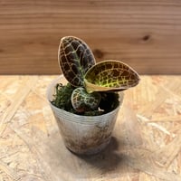 ネオレゲリア ウィーニーザプー リサ、タグ付き ネオレゲリア ウィーニーザプー リサ、タグ付き