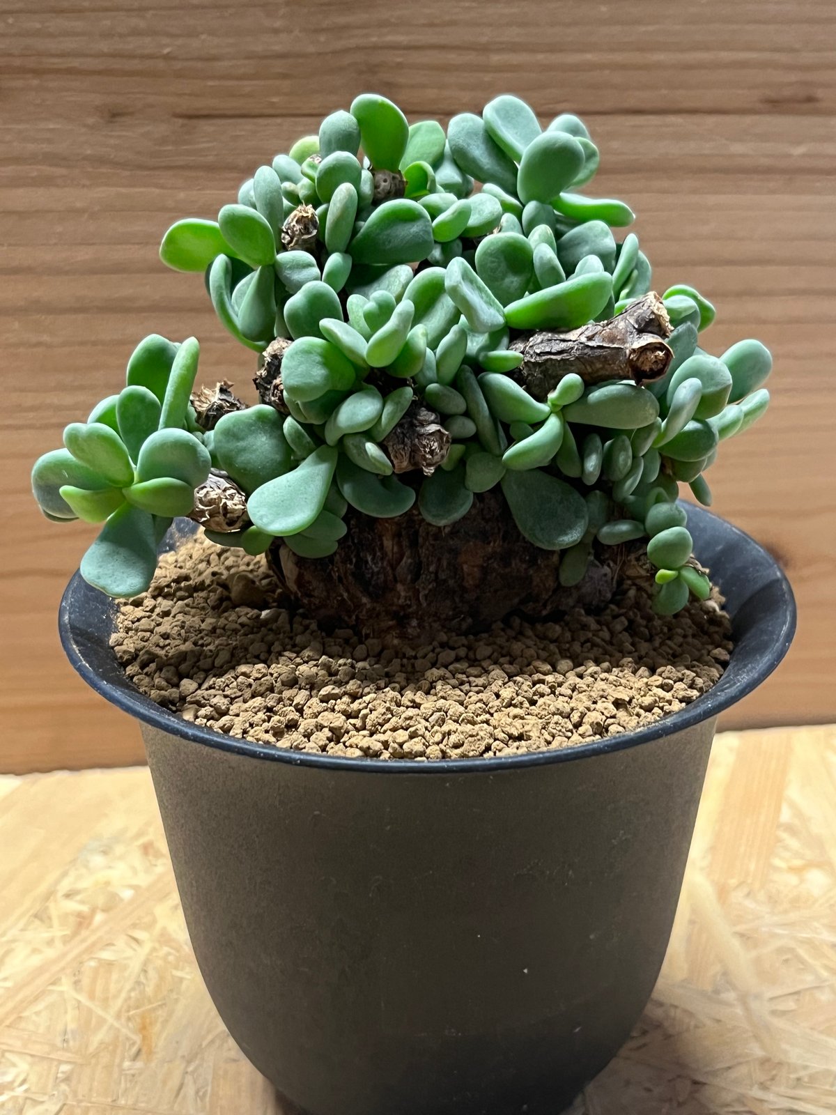 ケラリア ピグマエア | GREEN LUCK