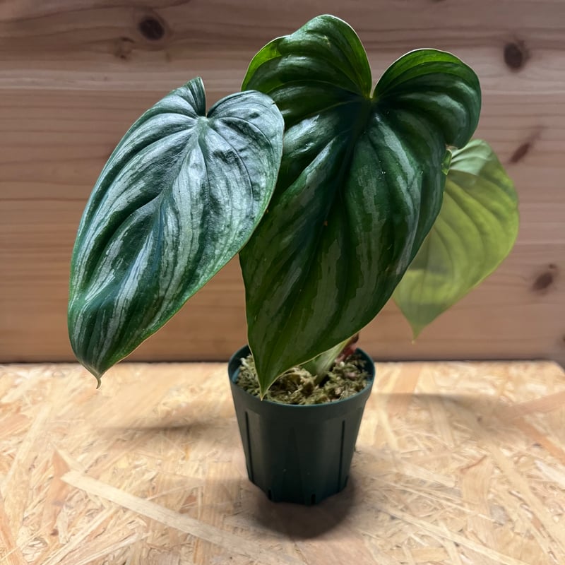 フィロデンドロン プロウマニー ウォーターメロン | GREEN LUCK