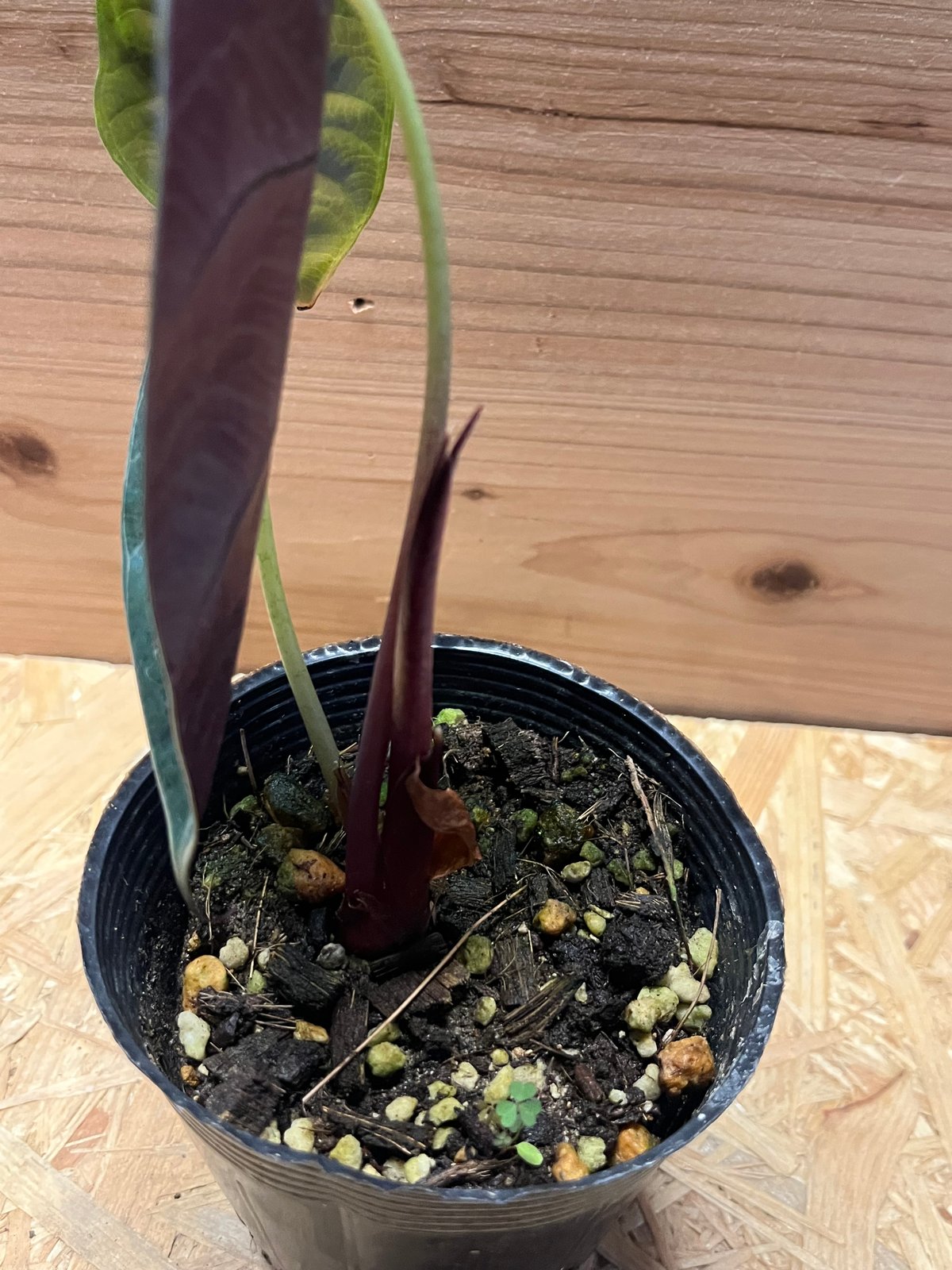 フィロデンドロン ビレッティア＋アロカシア スーヒルマニアナ＋ロンギロバ フィロデンドロン ビレッティア＋アロカシア スーヒルマニアナ＋