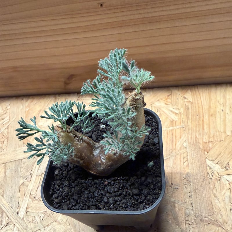 モンソニア ムルチフィダ | GREEN LUCK