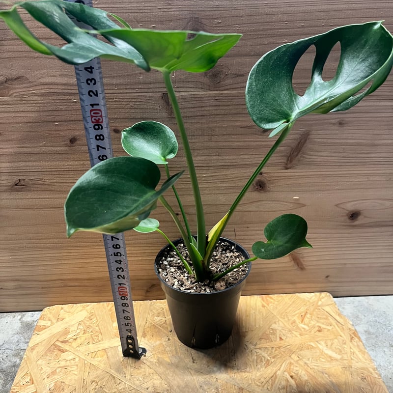 モンステラ デリシオーサ カップリーフ | GREEN LUCK