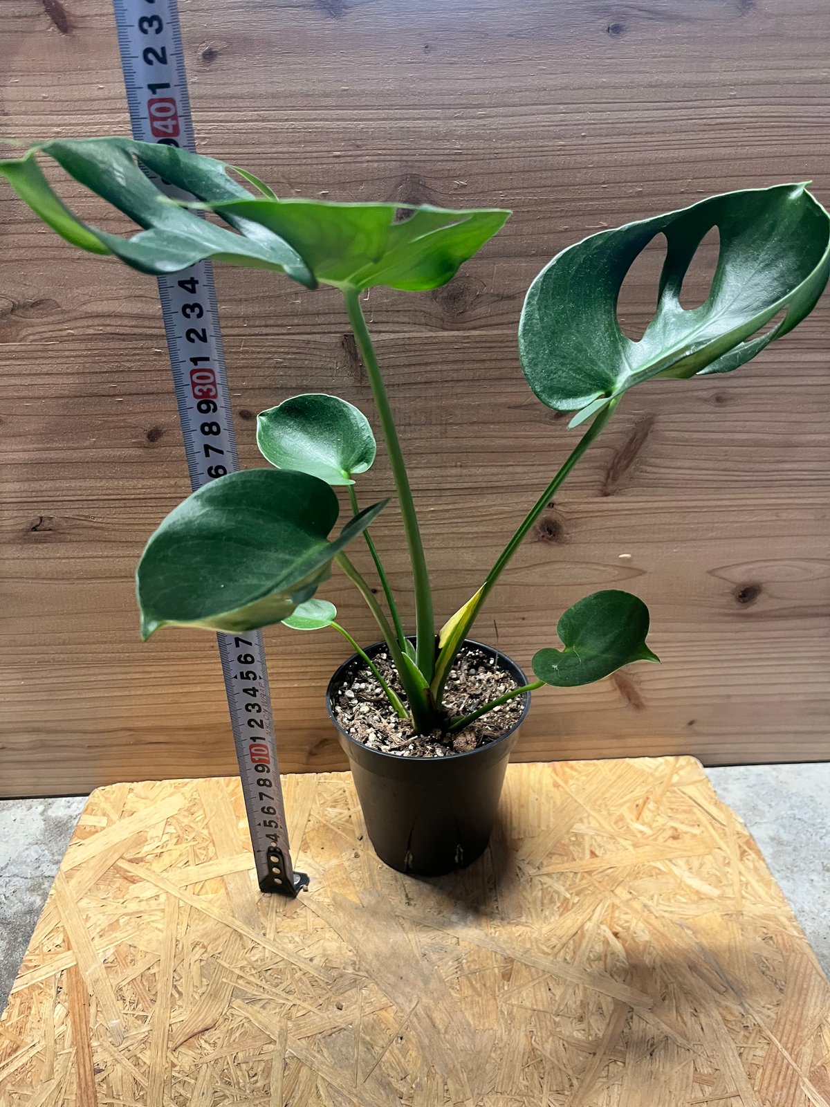 モンステラ デリシオーサ カップリーフ | GREEN LUCK