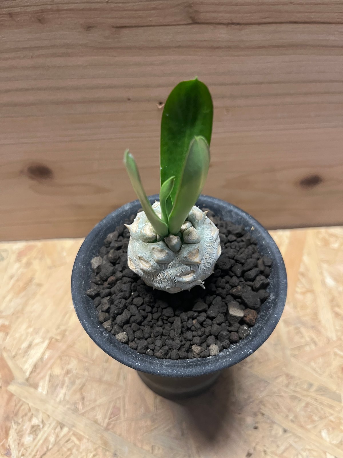 ユーフォルビア サピニー | GREEN LUCK