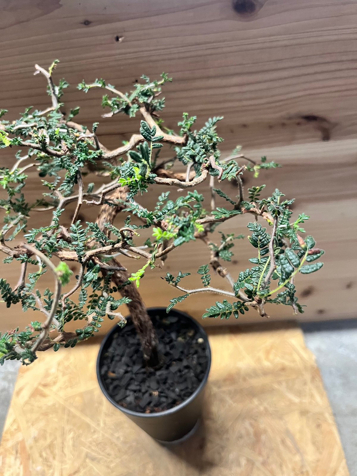 コミフォラ モンストローサ | GREEN LUCK