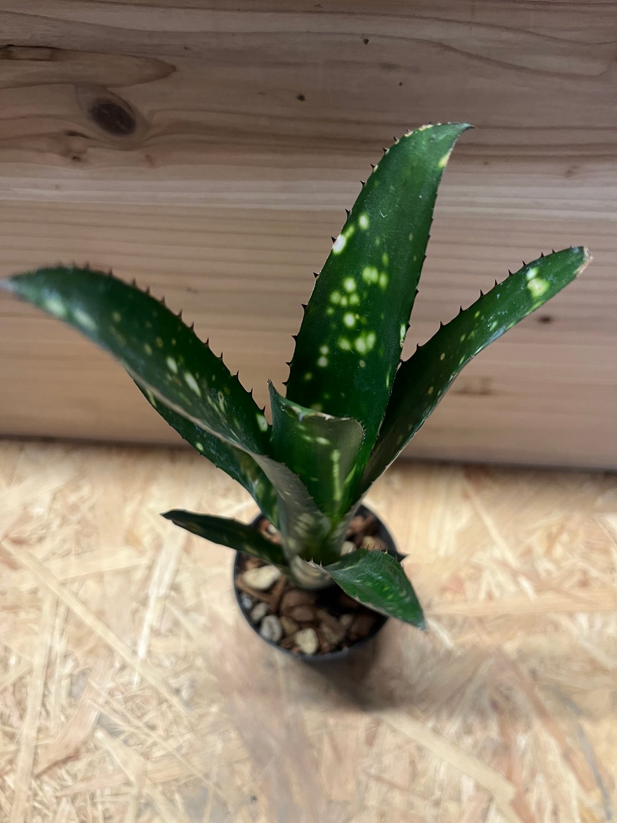 専用出品ビルベルギア トンプライ ボケ | GREEN LUCK