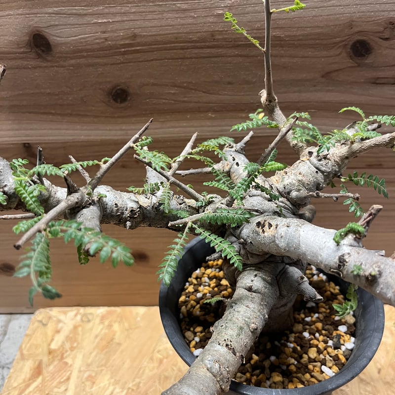 【セール】ボスウェリア　ネグレクタ　No.001　メルカリ便　鉢、送料込 ネグレクタ – Hachi-8