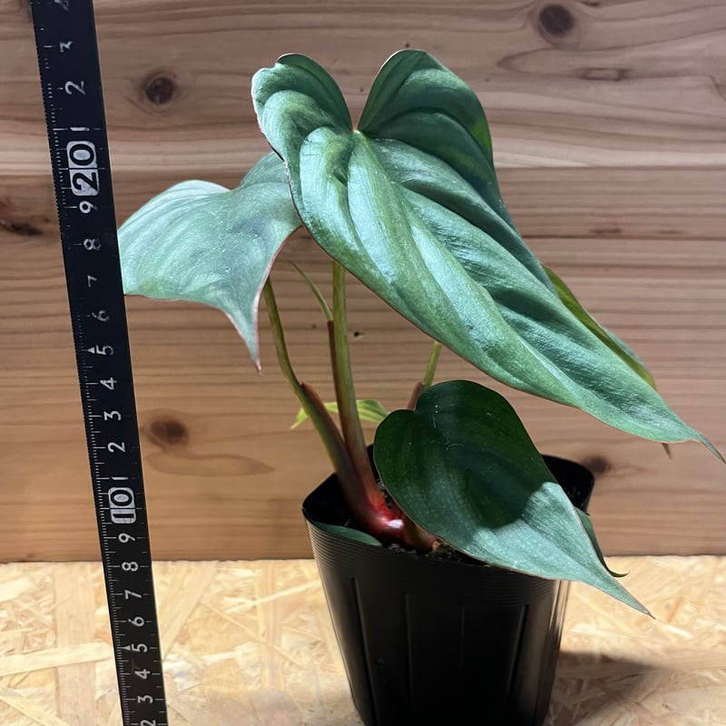 フィロデンドロン sp.コロンビアシルバー | GREEN LUCK