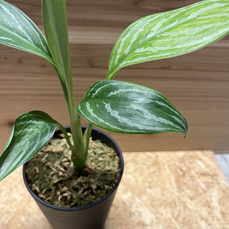 アグラオネマ ニティドゥム カーティシー | GREEN LUCK