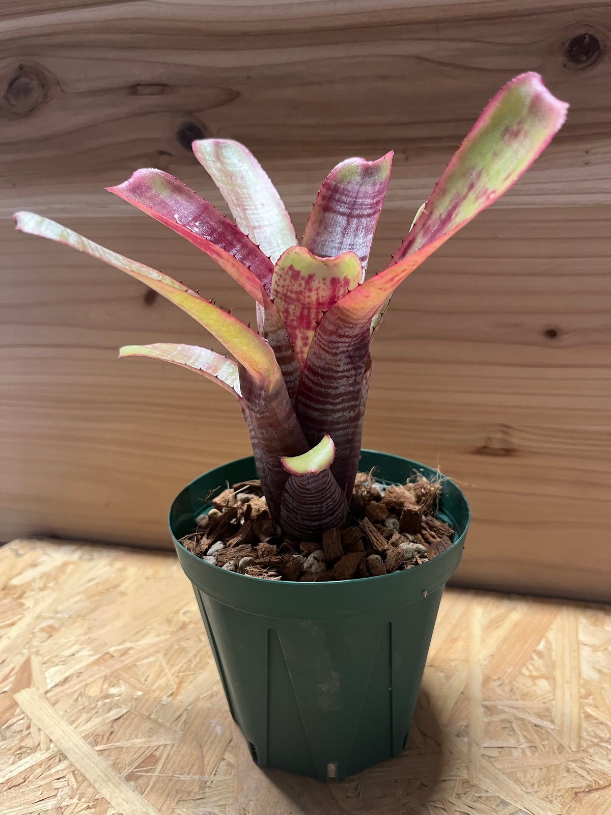 エクメア ヌディカウリス アクアリス | GREEN LUCK